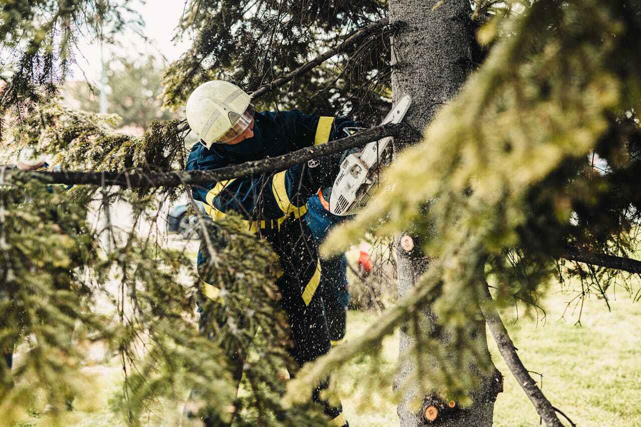 Residential Tree Removal in Sugar Hill, GA